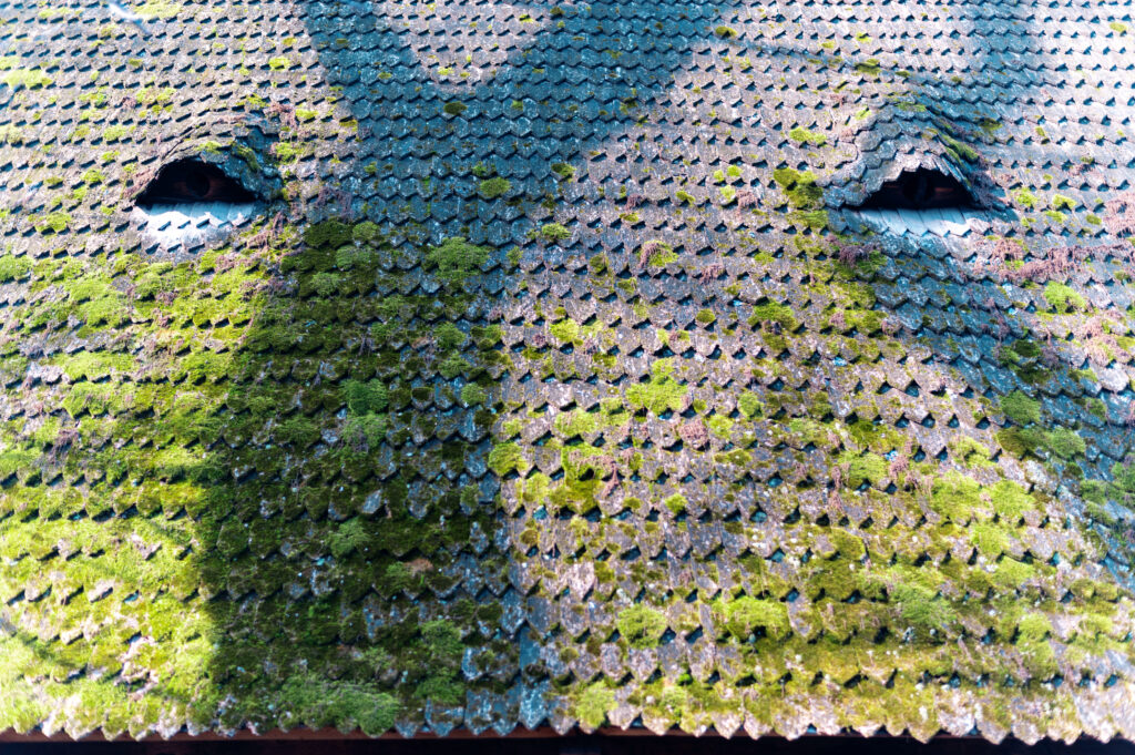 Close-up of an old, neglected shingle roof heavily covered in thick green moss and patchy white lichen.