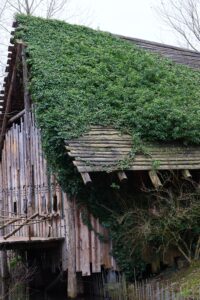 Old wooden roof completely covered by dense green ivy and creepers, showing severe roof moss growth and trapped moisture on shingles.