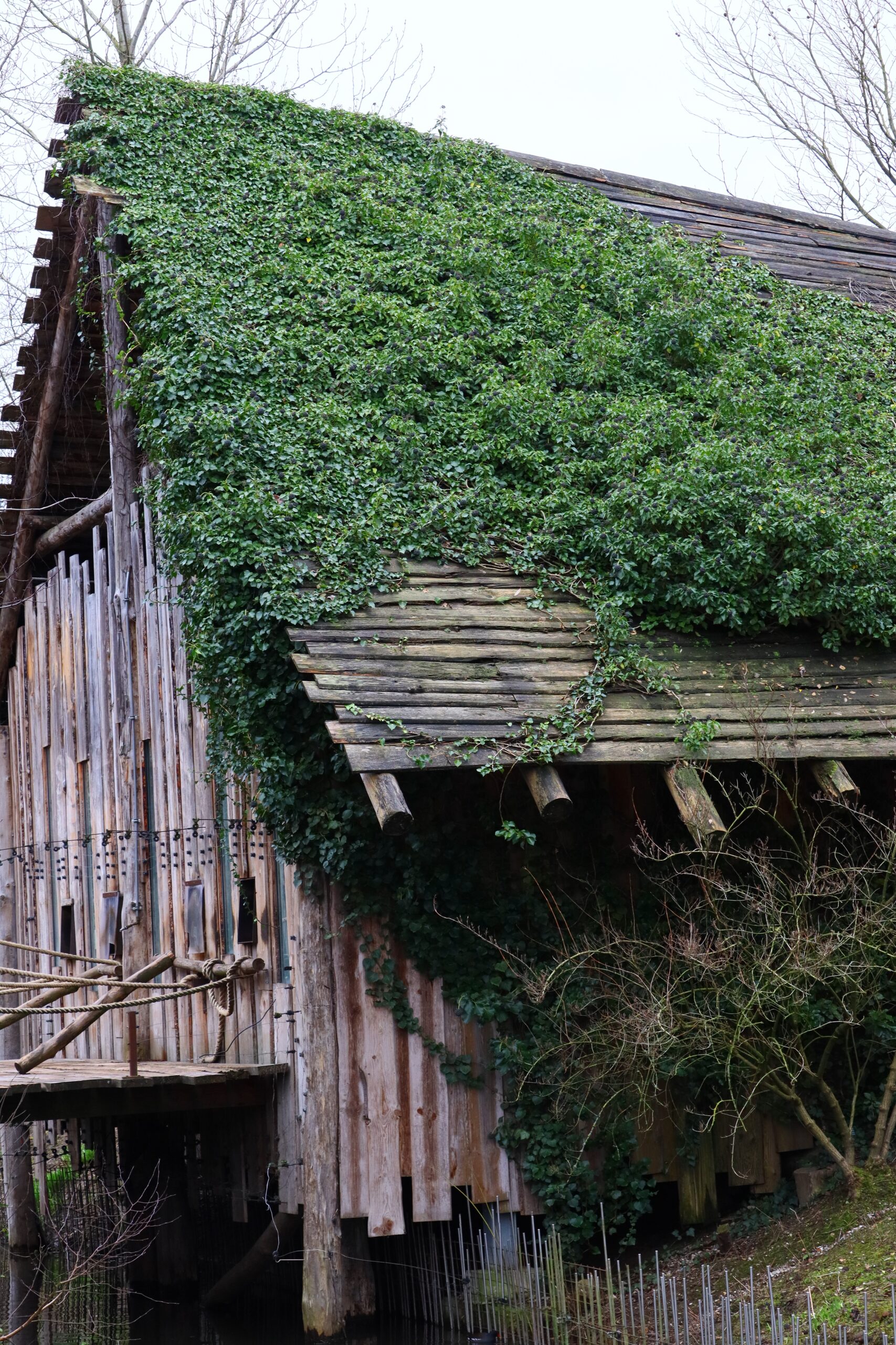 Old wooden roof completely covered by dense green ivy and creepers, showing severe roof moss growth and trapped moisture on shingles.